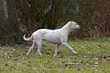 DOGUE ARGENTIN 464